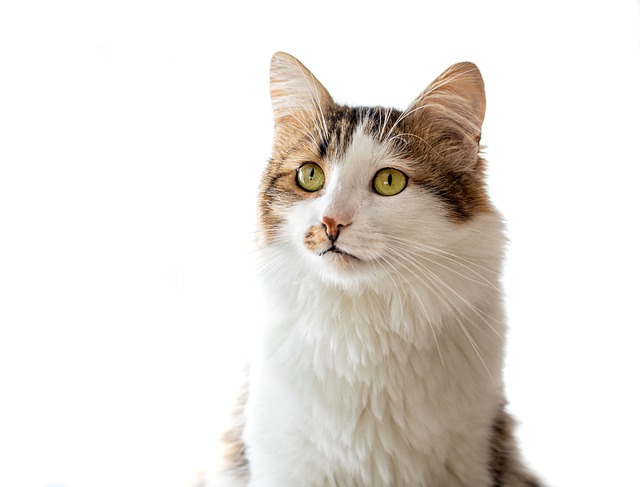 貓咪產(chǎn)后可以洗澡嗎？